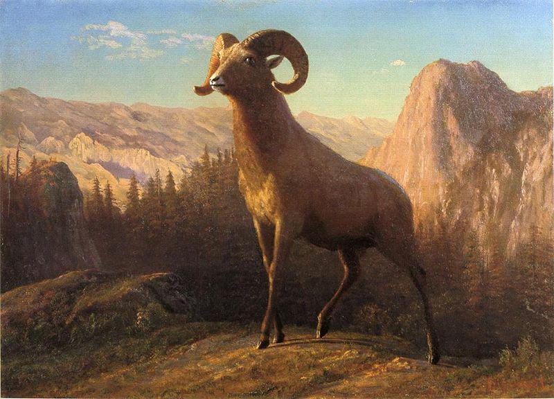 Albert Bierstadt A Rocky Mountain Sheep, Ovis, Montana oil painting image